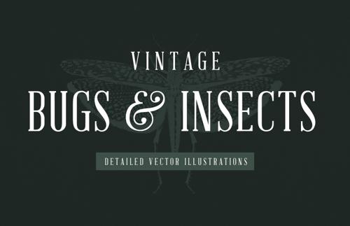 Vintage Insect Vector Illustrations