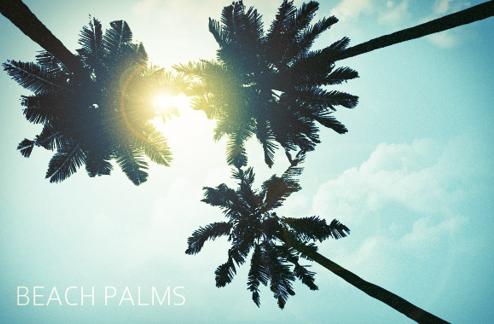 Beach Palms