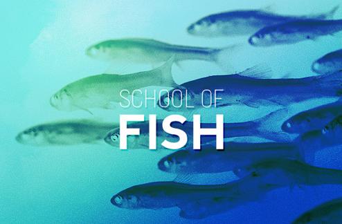 School of Fish
