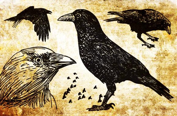 Large 20 Hand Drawn Vector Black Birds